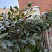 Zwei sehr schöne Gartenpflanzen zu verschenken  - Bild 2