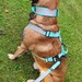 Malinois , belgischer Schäferhund Rüde - Bild 1
