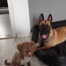 Malinois , belgischer Schäferhund Rüde - Bild 4
