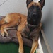 Malinois , belgischer Schäferhund Rüde - Bild 5