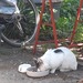 Katze zu Gast im Waller Parzellengebiet - Bild 1