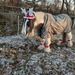 Komplette Ausrüstung für Freizeitpferd  - Bild 1