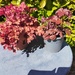 2 Toepfe HEUCHERA  - Bild 1